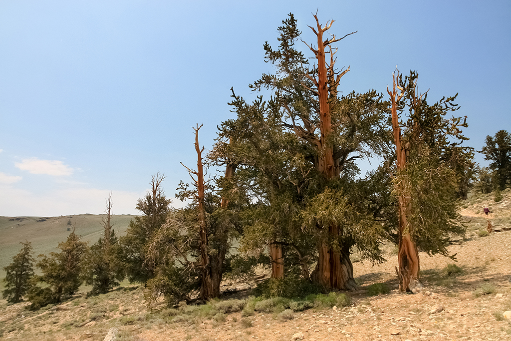 07-10 - 04.JPG - Ancient Bristecone Pine National Monument, CA